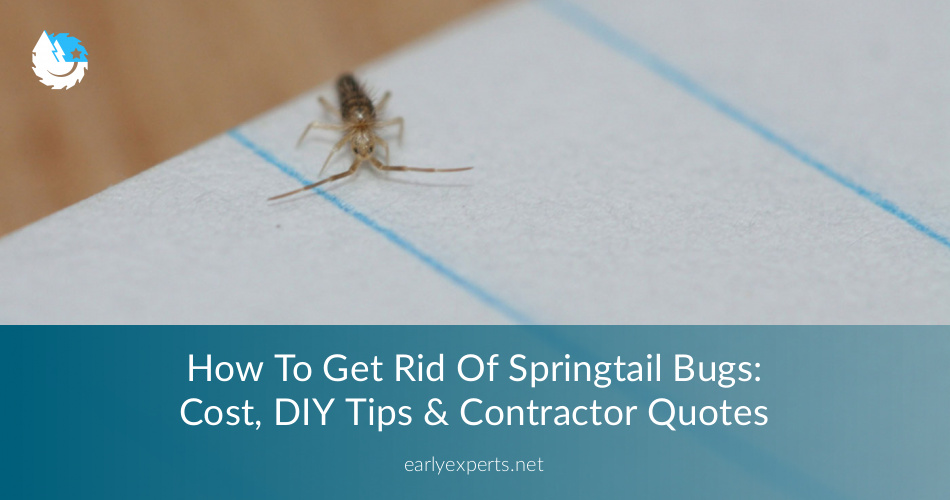 How To Get Rid Of Springtail Bugs: DIY Or Contractor ...